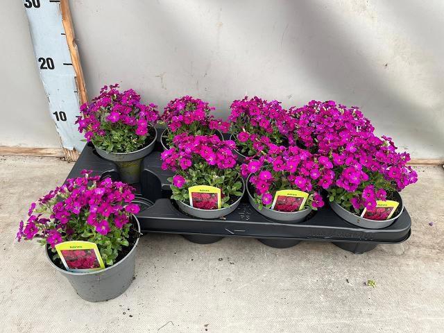 <h4>AUBR AXC DARK RED</h4>