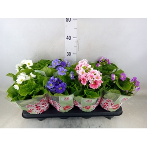 Primula obcon. 'SwKiss Amore'  .mix