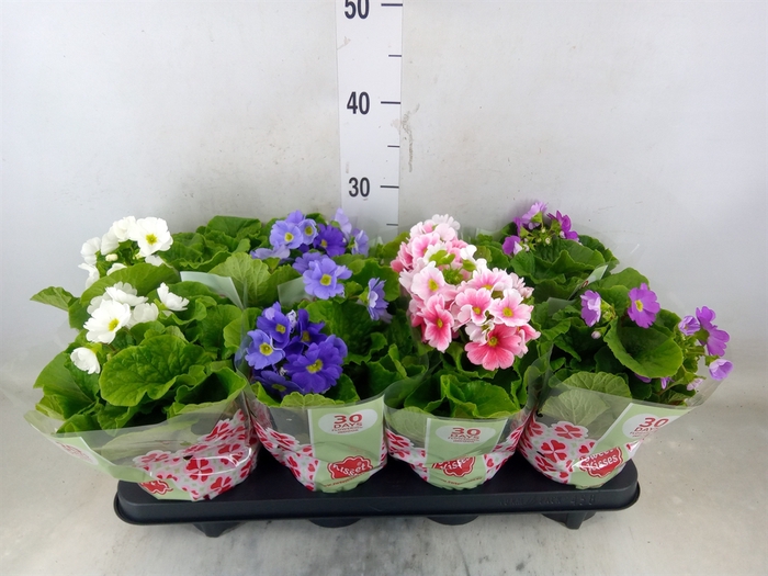 <h4>Primula obcon. 'SwKiss Amore'  .mix</h4>