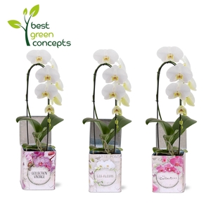 PHAL GEM 4 KL