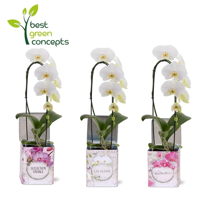 <h4>PHAL GEM 4 KL</h4>