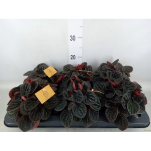 Peperomia