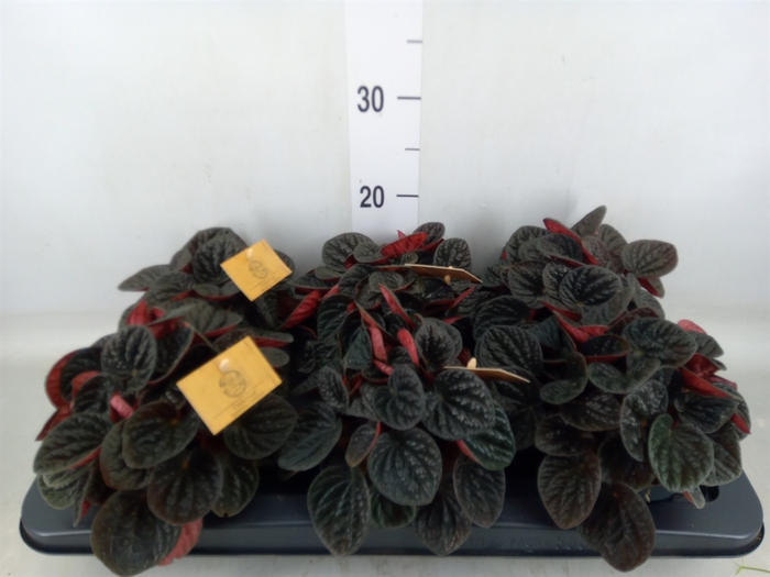 <h4>Peperomia</h4>