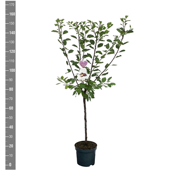 <h4>Prunus d. Opal struik</h4>