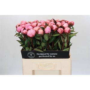 Paeonia nick shaylor
