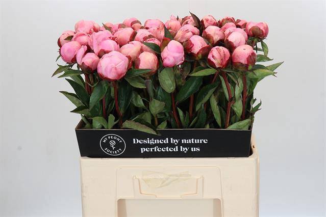 <h4>Paeonia nick shaylor</h4>