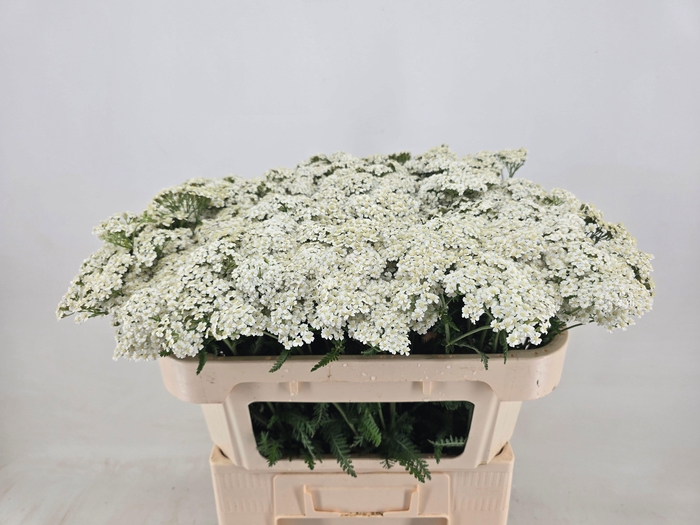 <h4>ACHIL M WHITE BEAUTY</h4>