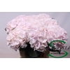 Hydrangea sweet verena
