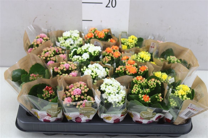 <h4>Kalanchoe Rosalina Mix</h4>