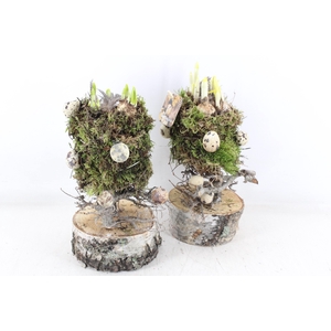 arr4 Narcis MB - Mosbol op stam 338/8