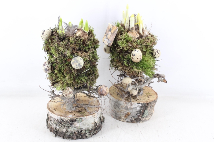 <h4>arr4 Narcis MB - Mosbol op stam 338/8</h4>