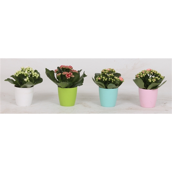 <h4>Kalanchoe blossfeldiana mix in kunststof pot</h4>