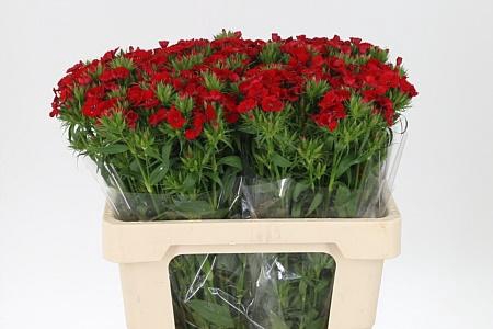 <h4>Di Barb Amras Red Bre X80</h4>