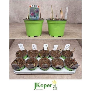 Fritillaria Meleagri