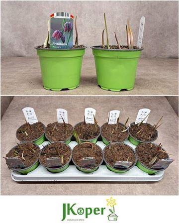 <h4>Fritillaria Meleagri</h4>