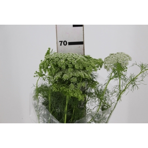 AMMI MAJUS 070 CM