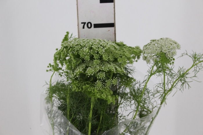 <h4>AMMI MAJUS 070 CM</h4>