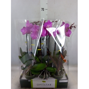 Phalaenopsis   ...lilac