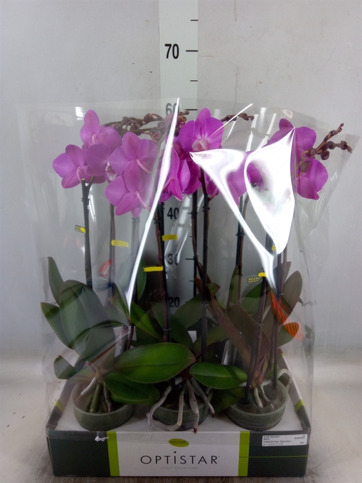 <h4>Phalaenopsis   ...lilac</h4>