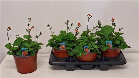 Geum Cocc Borisii