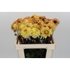 Dahlia Gelia