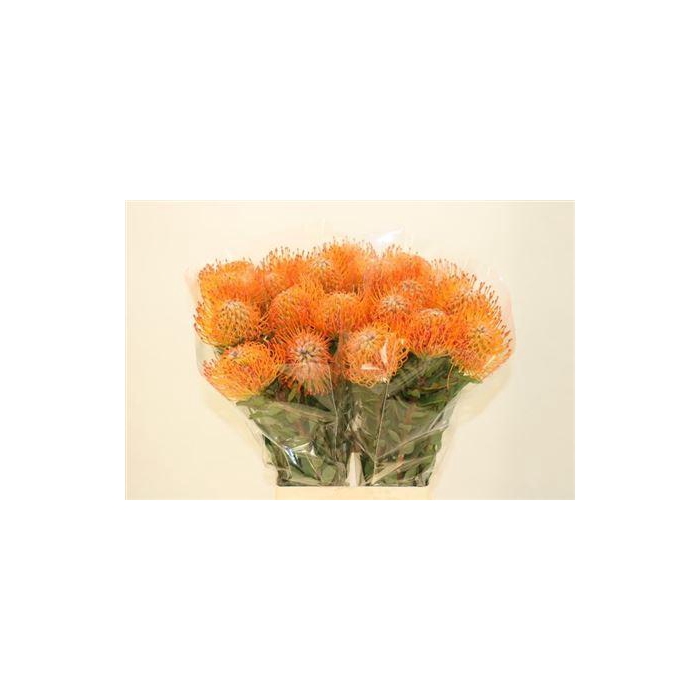 <h4>Leuco Ayoba Sun</h4>