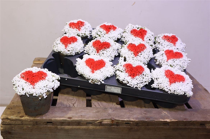 <h4>arr8 Nert Gr Valentijn Decor</h4>