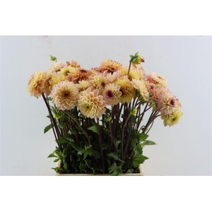 Dahlia Dec Yellow Jill