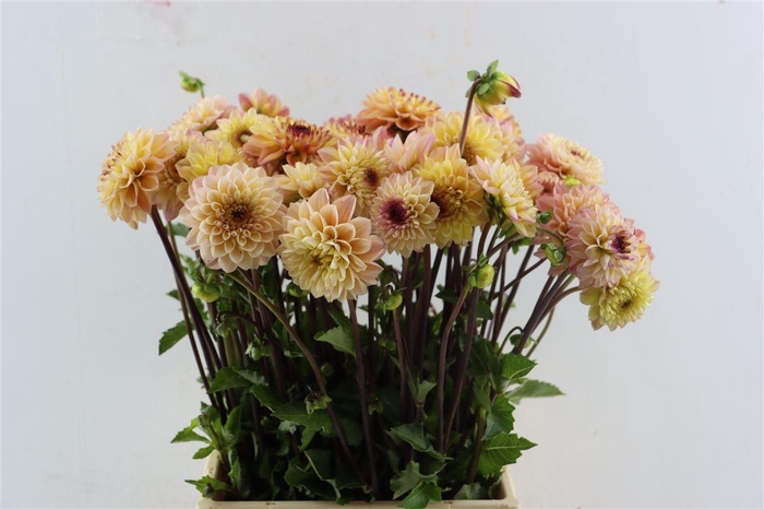 <h4>Dahlia Dec Yellow Jill</h4>