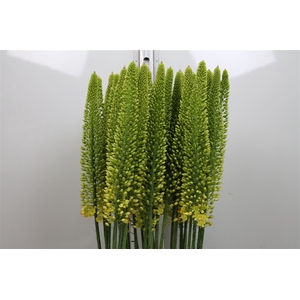 Eremurus Yellow Cleo