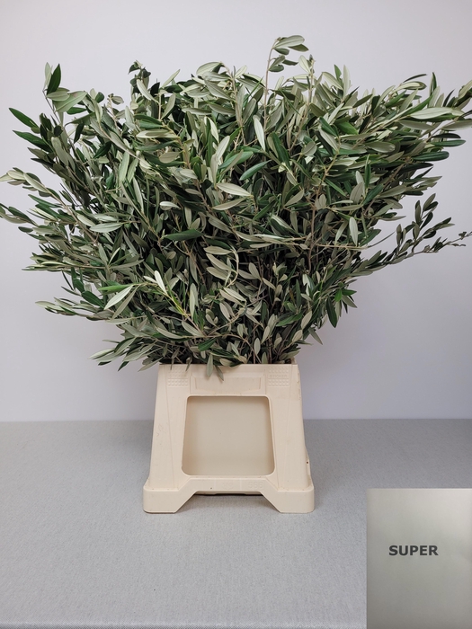 <h4>OLEA EUROPAEA PB</h4>