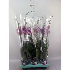 Phalaenopsis multi.   ...