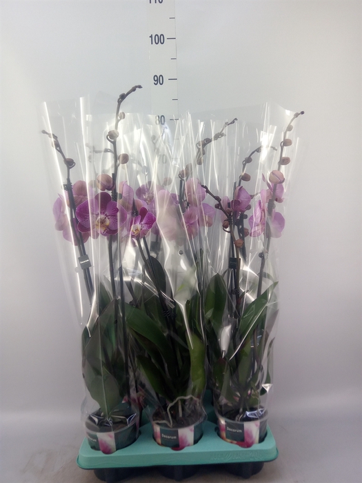 <h4>Phalaenopsis multi.   ...</h4>