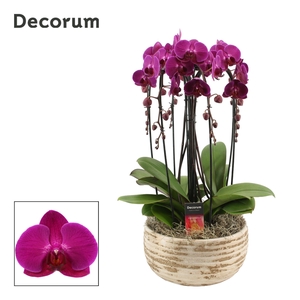 Luna cascade 6 tak symphony purple (Deco-collection)