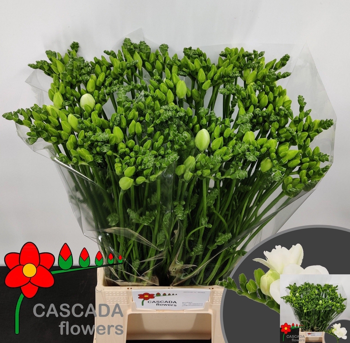 <h4>FR DU ESSENCE</h4>