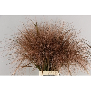 Gras Panic Warrior Copper