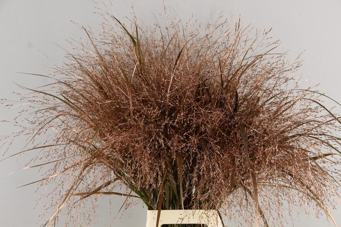 <h4>Gras Panic Warrior Copper</h4>