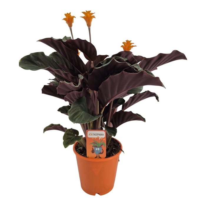 <h4>Calathea crocata 'Tassmania' 3-4 bl in oranje pot</h4>