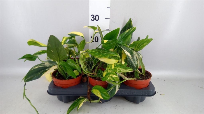 <h4>Monstera   ...</h4>