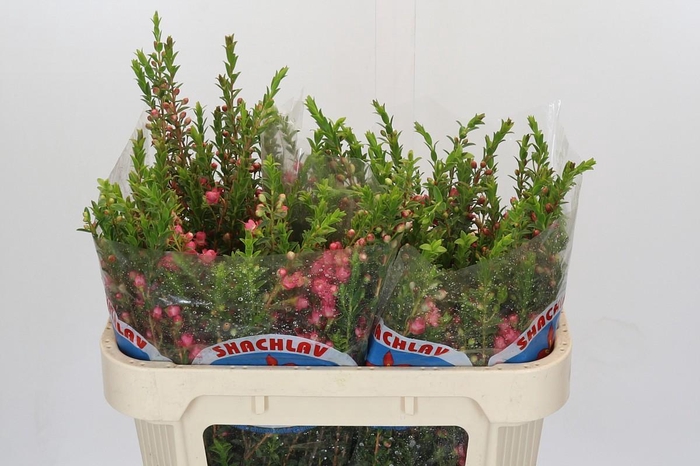 <h4>Chamecordia Rey</h4>