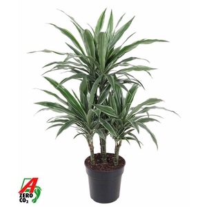 Dra Fr Warneckei Carrousel