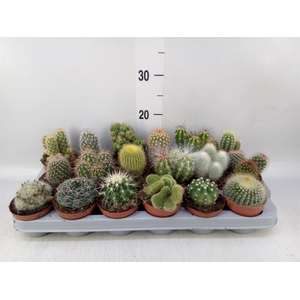 Cactus   ...mix