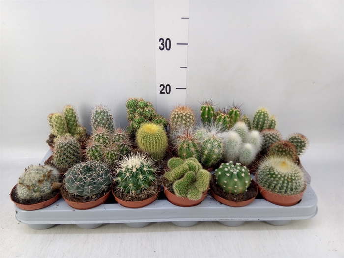 <h4>Cactus   ...mix</h4>
