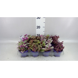 Tradescantia   ...mix