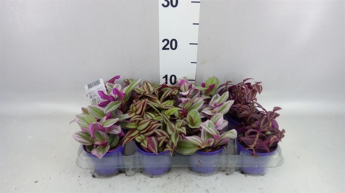 <h4>Tradescantia   ...mix</h4>