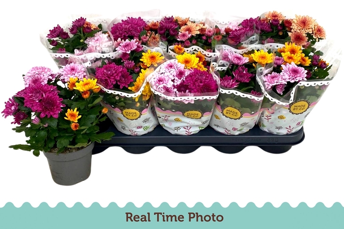 <h4>CHRYS GEM IN POT</h4>