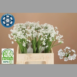 Allium Flocon