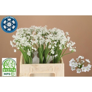 Allium Flocon