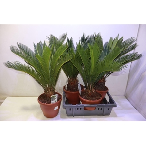 arr8 Cycas Revoluta