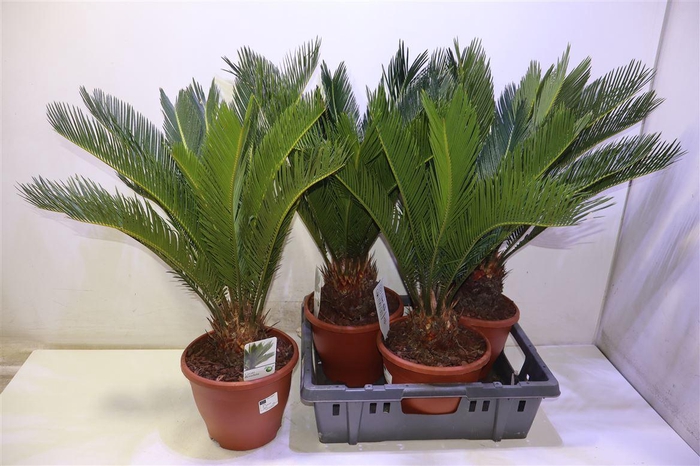 <h4>arr8 Cycas Revoluta</h4>